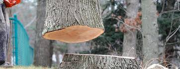 Best Tree Health Inspection  in Macon, MO